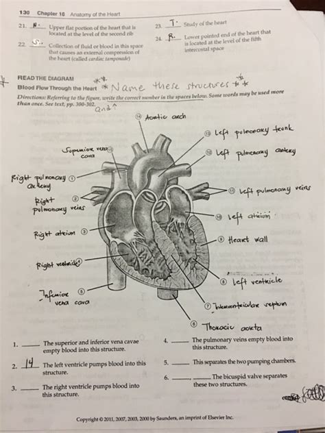 Chapter 16 Anatomy Of The Heart Study Guide Answers Study Poster