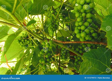 Fond Non Mûr Croissant Vert De Raisin Le Raisin Le Plus étroit Est