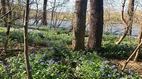 Where To See Bluebells In Northern Virginia
