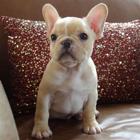 Poetic French Bulldogs Fawncreamwhite Female Puppy Champ Lines