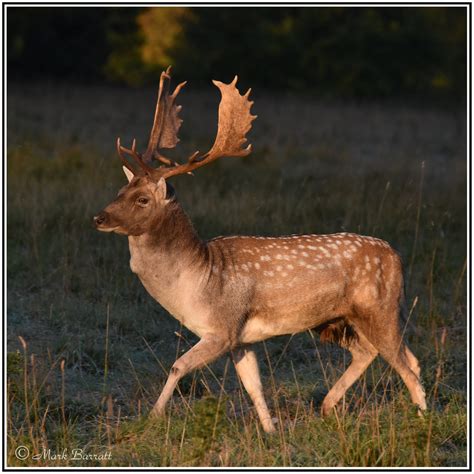 Fallow Deer Buck At First Light This Fallow Deer Stag Trot Flickr