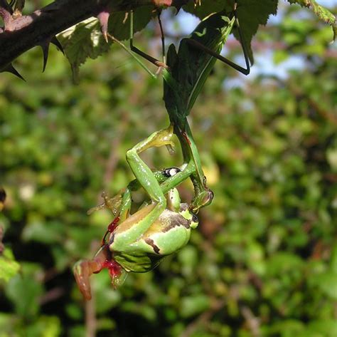 Mantis Religiosa Mante Religieuse Hyla Arborea Raine Flickr