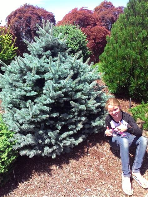 There are 3 dwarf blue spruce for sale on etsy, and they cost $17.34 on average. Picea pungens ' Zafiro ' Round Dwarf Colorado Blue Spruce ...