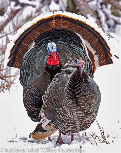 Giving Thanks For Natures Abundance Partnerships And Turkeys Usda