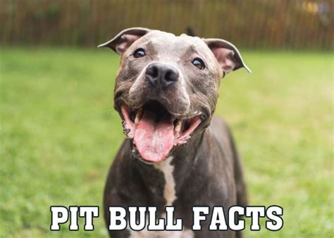 10 Facts Every Dog Owner Should Know About The Amazing Pit Bull Love