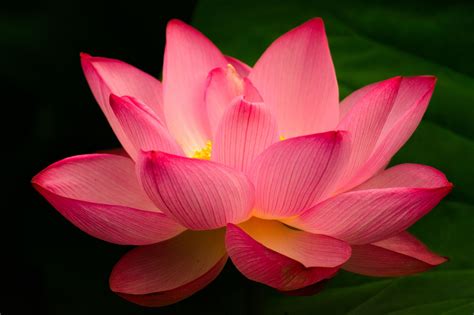 Lotus Flower Цветок лотоса искусство Цветочные картины Цветочное
