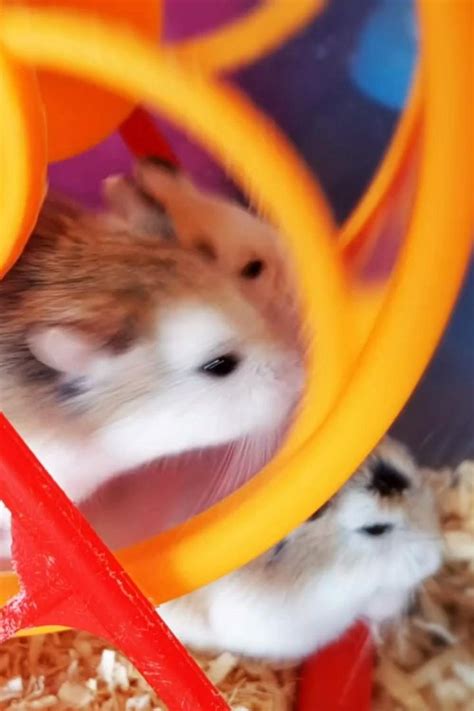 Cute Lil Hamsters Video In 2023 Cool Hamster Cages Hamster