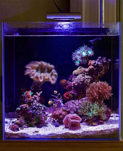 Image Result For Aquascaping Gallon Reef Tank Reef Aquarium Reef My