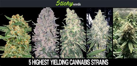 The Top 5 Highest Yielding Cannabis Strains