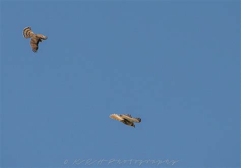 Broad, rounded wings and a very long tail. Cooper's VS Red-Tailed Hawk - Photography - Ontario ...