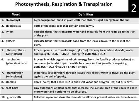 Flowchart Wiring And Diagram Venn Diagram Comparing Photosynthesis