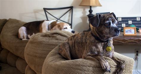 Dogs Laying On A Couch Stock Image Image Of Laying 108539481