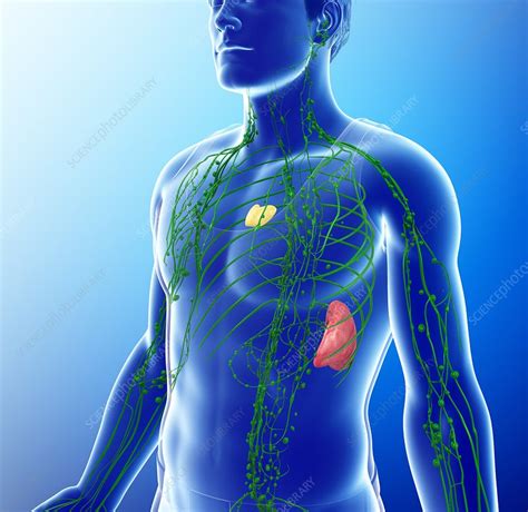 Human Lymphatic System Illustration Stock Image F0132647