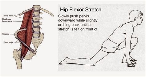 Hip flexor diagram one of the more challenging automotive mend responsibilities that a mechanic or restore store can undertake could be the wiring, or rewiring of an automobiles electrical process. Nits Fitness Mantra: May 2014