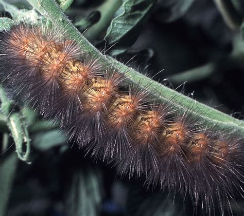 Saltmarsh Caterpillar USU