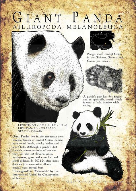 Giant Panda Poster Print Infographic