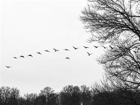 Free Images Tree Branch Black And White Sky Flock Line Flight