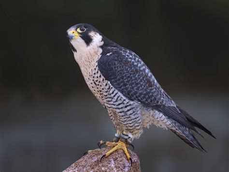A Peregrine Falcons Power To Migrate May Lie In Its Dna Popular Science