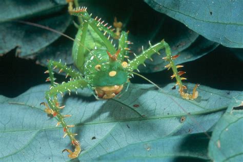 The amazon rainforest is home to 427 mammal species, 1,300 bird species, 378 species of reptiles, and more than 400 species of amphibians. THE AMAZON RAIN FOREST: THE AMAZON