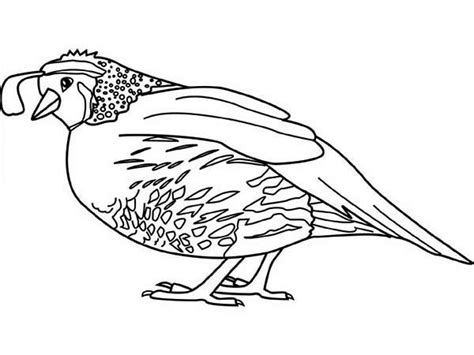Free printable simple quail coloring page in vector format, easy to print from any device and automatically fit any paper size. Quail Drawing at GetDrawings | Free download