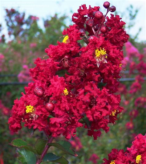 Plantfiles Pictures Lagerstroemia Crape Myrtle Crepe Myrtle Red