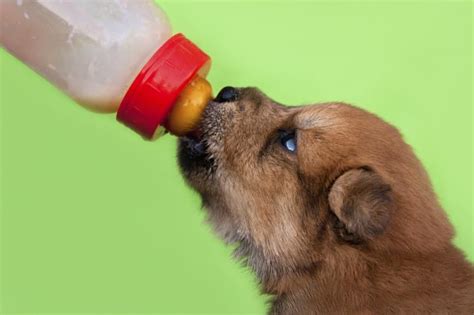 Hand feeding formula recipe directions by tanisha breton mix this formula in a large plastic mixing pitcher one carton (1 qt) or 1 can of meyenberg if constipation occurs which sometimes happens when hand rearing a puppy or litter add several drops (depending on how severe the constipation). How to Make Milk Replacement Formula for Puppies | Puppy ...