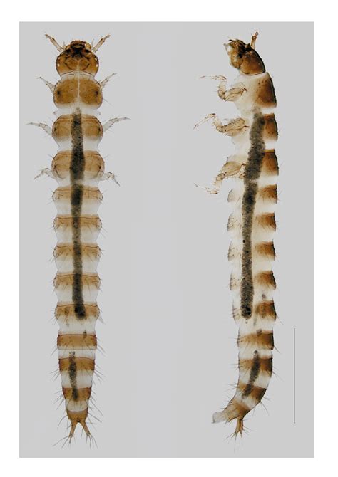 Ochthebius Attritus Third Instar Larva In Dorsal And Lateral View