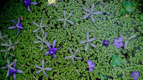 9 Flowering Aquarium Plants You Should Know