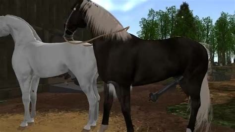 The White And Black Horse Mating Thumbzilla