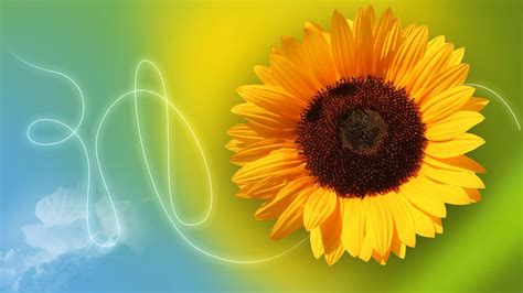 Yellow Sunflower Hd Desktop Wallpaper Widescreen High