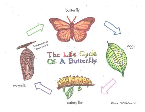 The young (called a larva instead of a nymph) is very different from the adults. Butterfly Life Cycle by Kiely Dewey