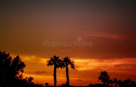 Silhouettes Of Palm Trees Against A Tropical Sunset Stock Image Image