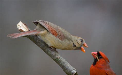 Male And Female Cardinal Stock Photos Pictures And Royalty Free Images