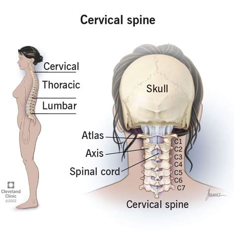 Cervical Spine Neck What It Is Anatomy And Disorders In 2023