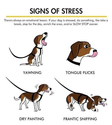 Often times, puppy mills are housed in large warehouses and rampant with disease. Top 4 signs of stress in #dog in 2020 | Dog training ...