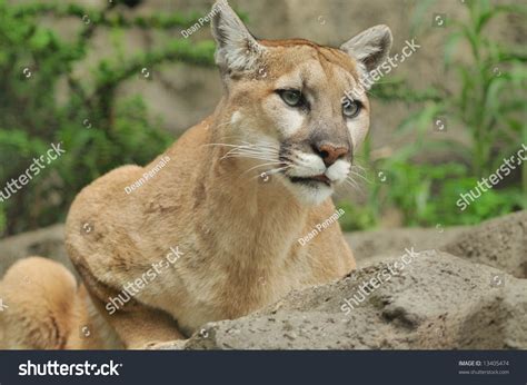 Mountain Lion Puma Concolor Portrait Captive Stock Photo 13405474