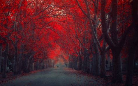 Red Trees Autumn Fall Seasons Wallpapers Hd Desktop And Mobile
