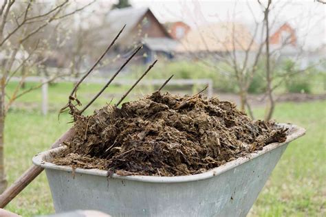 The Pros And Cons Of Chicken Manure Fertilizer