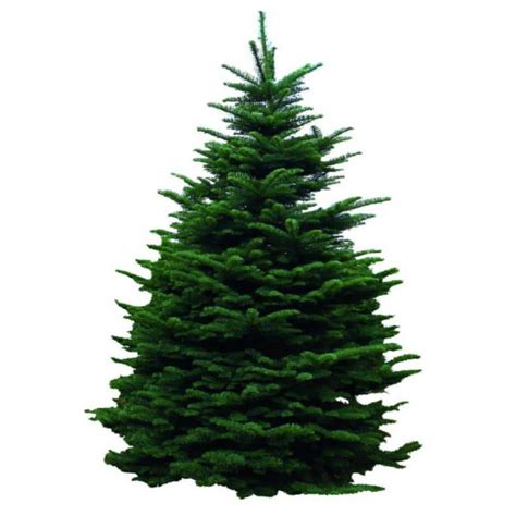 6 7 Ft Freshly Cut Live Abies Noble Fir Christmas Tree 1003929297