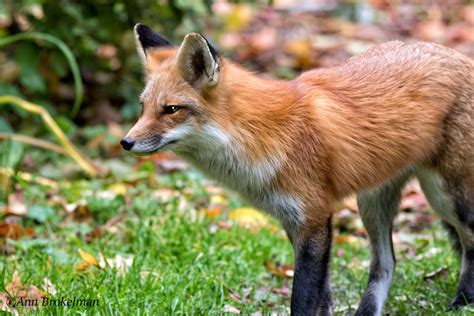 Ann Brokelman Photography Red Fox Spent Lots Of Time Climbing