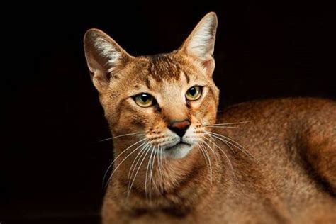 10 Largest Domestic Cat Breeds Ranked