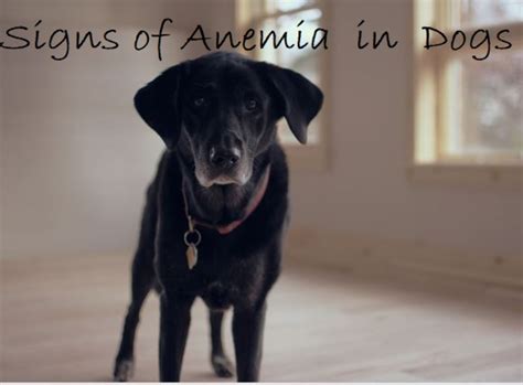12 Signs Of Anemia In Dogs Pethelpful By Fellow Animal Lovers And