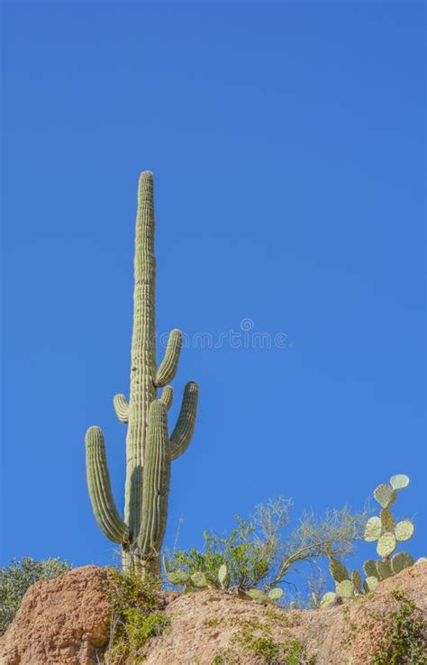 Saguaro Cactus Carnegiea Gigantea At Boyce Thompson Arboretum State