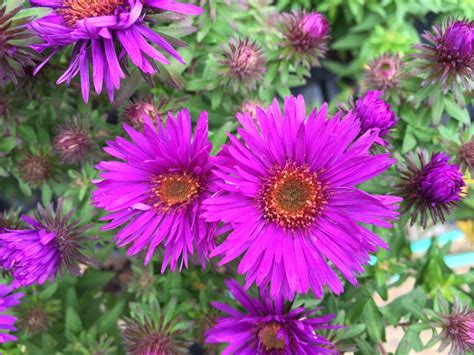 Whats Doing The Blooming Asters Knechts Nurseries And Landscaping