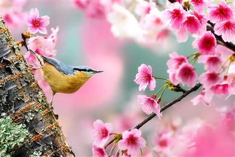 Bird Fuyi Chen Pasare Flower Vird Spring Pink Hd Wallpaper Peakpx