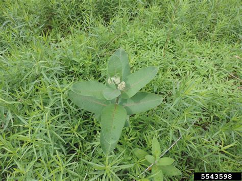 Check spelling or type a new query. common milkweed, Asclepias syriaca (Gentianales ...