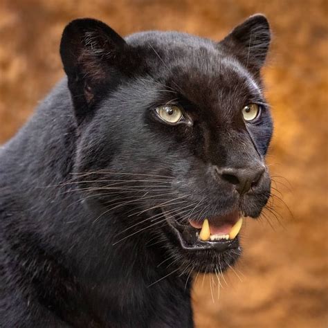 Black 😍😍 Follow Destinationwild For More Amazing Wildlife And