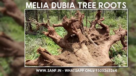 Melia Dubia Roots Malabar Neem Vepa Tree Roots How Wide Do Tree