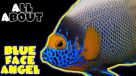 All About The Blue Face Angelfish Youtube