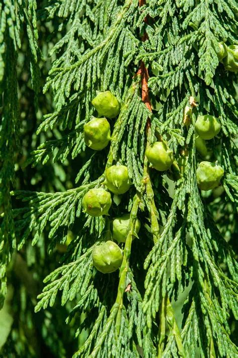 Types Of Cedar Trees